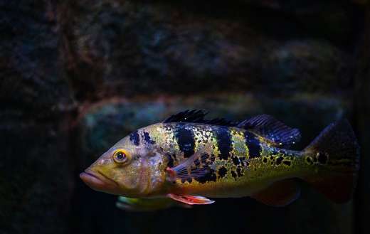 Peacock bass fish puzzle