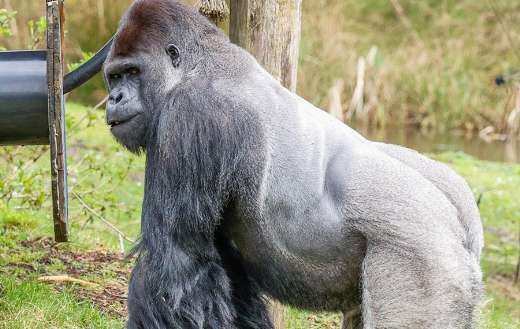 Perfect gorilla online