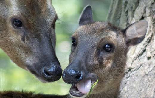 Philippine deer online