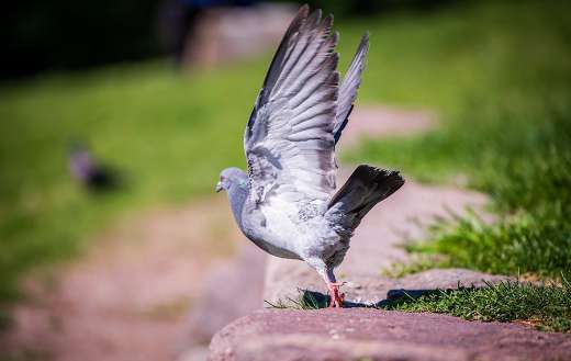 Pigeon bird online