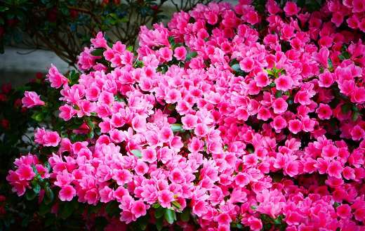 Pink beds of flower