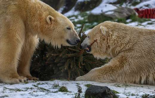 Polar bears playing with pine tree
