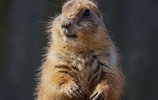 Prairie dog animal
