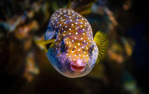 Puffer fish online