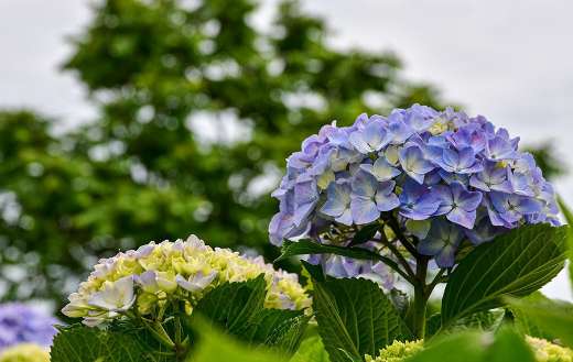 Purple hydrangea flowers