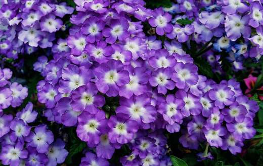Purple middle white flowers