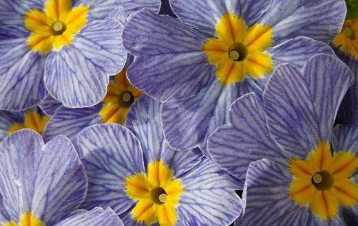 Purple primroses yellow middle color