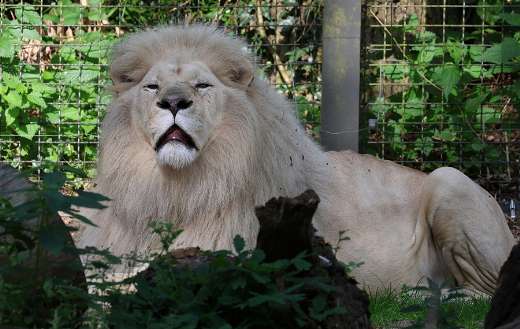 Rare white lion puzzle