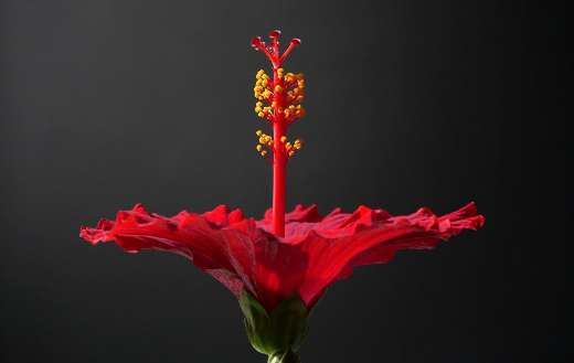 Red hibiscus flower