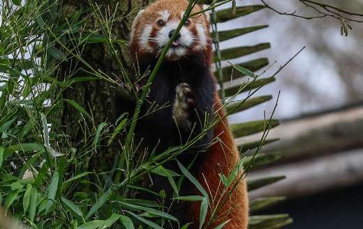 Red panda top chinese bamboo