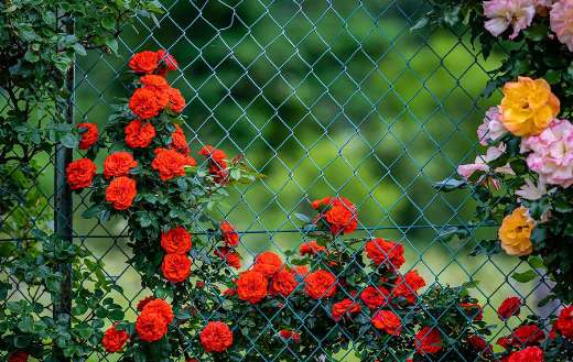 Red roses climbing on fence