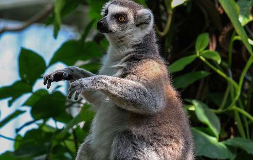 Ring tailed lemur sitting