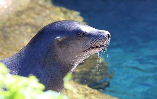 Sea lion mammal animal