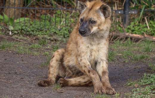 Sitting hyena online