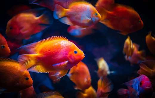 Small red orange fishes
