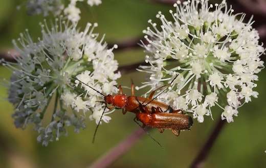 Soft beetles white flowers