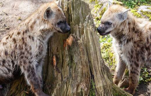 Two hyena animal facing