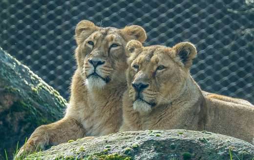 Two lion lovers relaxing