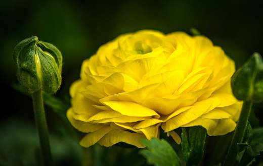 Yellow roses online