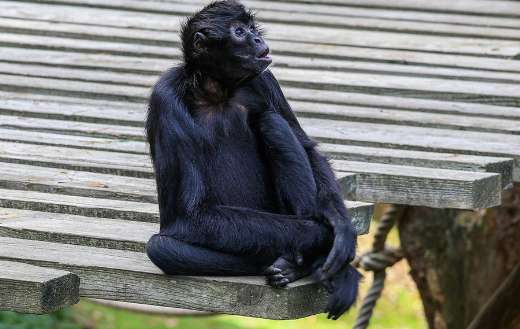 Black skinny monkey sitting