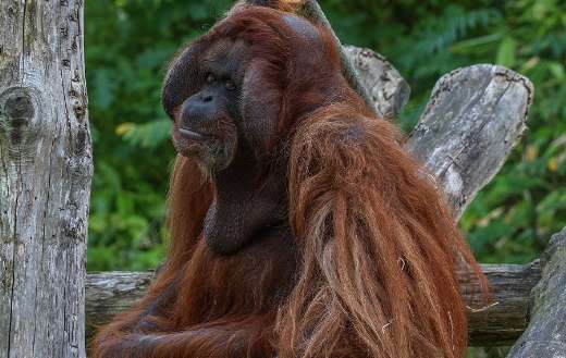 Borneo orangutan bako