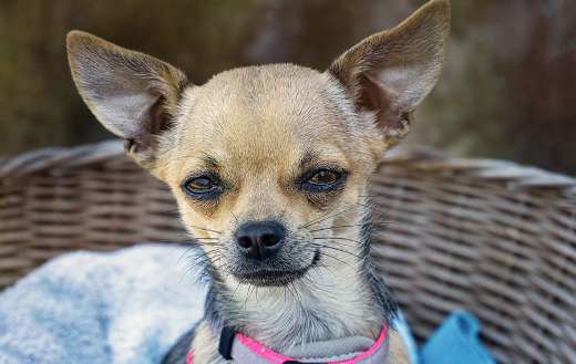 Chihuahua domestic dog