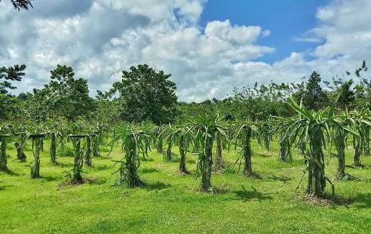 Dragon fruit plantation