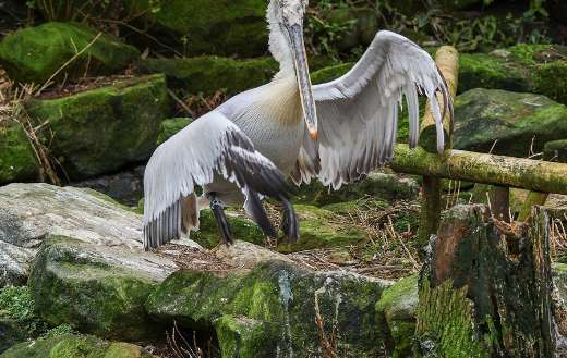 Flying pelican birdie