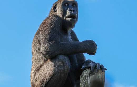 Gorilla top of the tree trunk