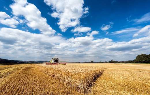 Grain field wheat field harvest