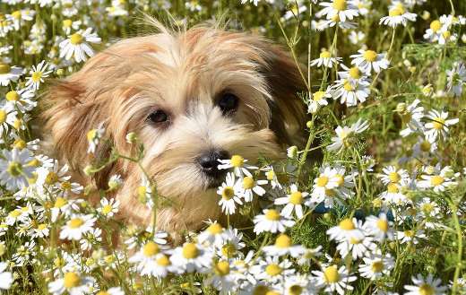 Havanese dog daisies flowers