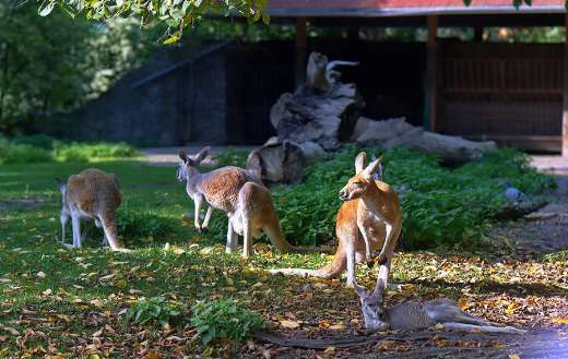 Kangaroos relaxing in the Wroclaw zoo