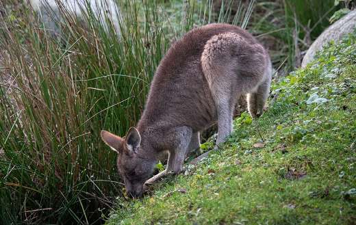 Macropodidae marsupials kangaroo