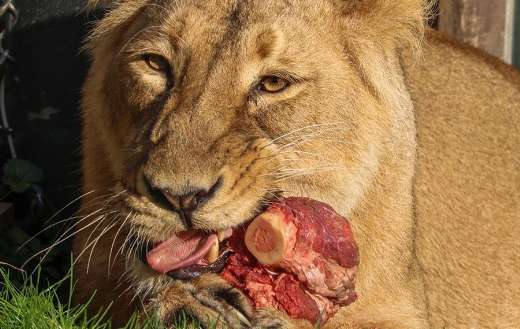 Meat eating lioness