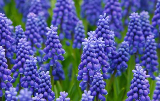 Muscari blue flowers