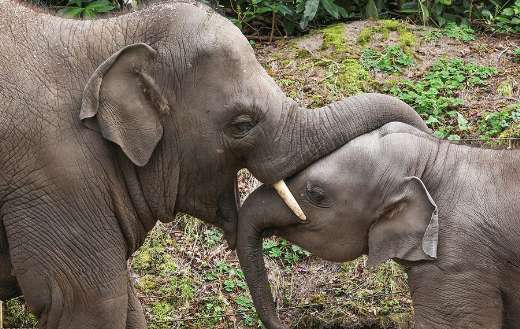 Pachyderm mother baby elephant