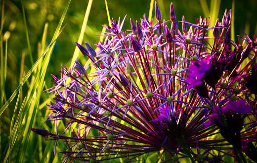 Puple small petals flowers