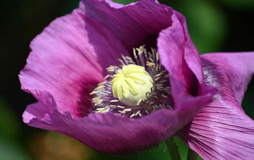 Purple poppy flower