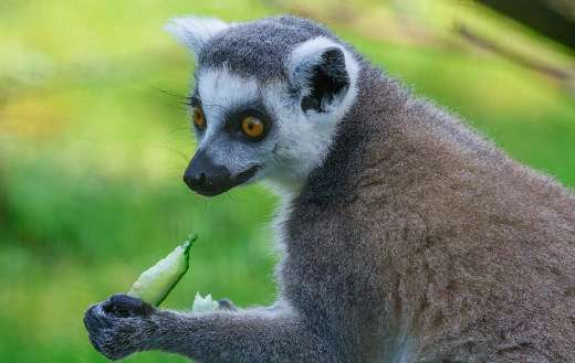 Ring tailed lemur gray