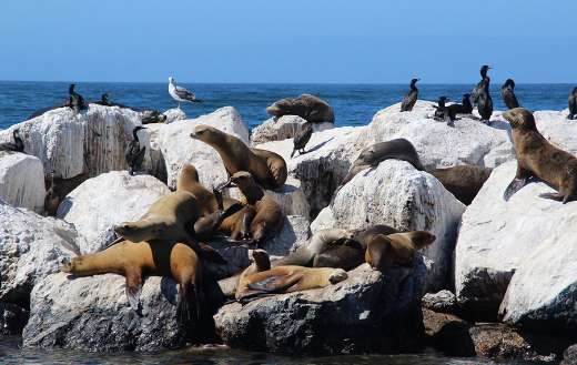 Sea lions seals aquatic life