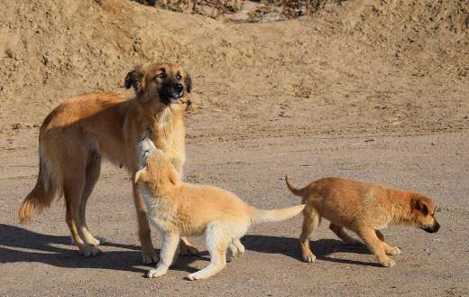 Two puppies mama dog