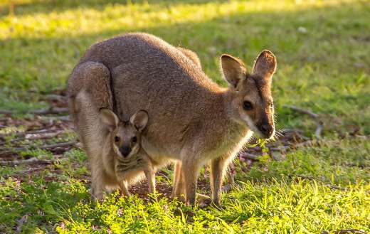 Wallabies kangaroo red necked