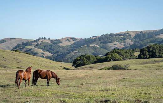 A pair of horse grazing in a huge landscape land