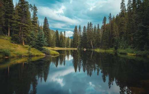 A serene lake surrounded by tall pine trees