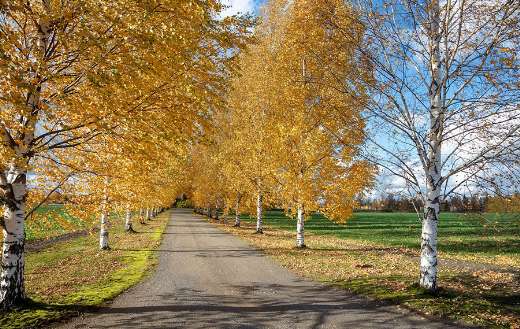 Autumn birches road