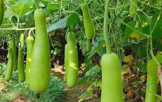 Bottle gourd vegetables
