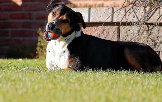 Canine dog with ball