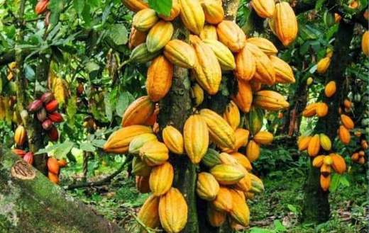 Cocoa cacao fruit puzzle