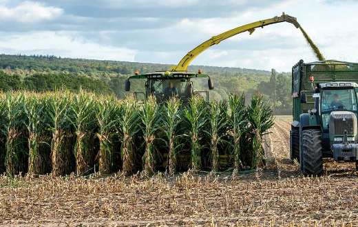 Cornfield combine harvester harvest