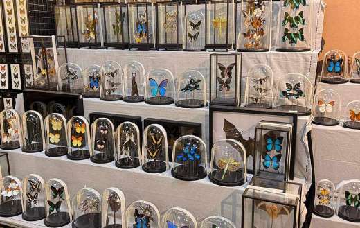 Critters and oddities decoration